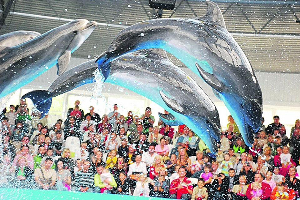 У киевских дельфинов отсудили землю 