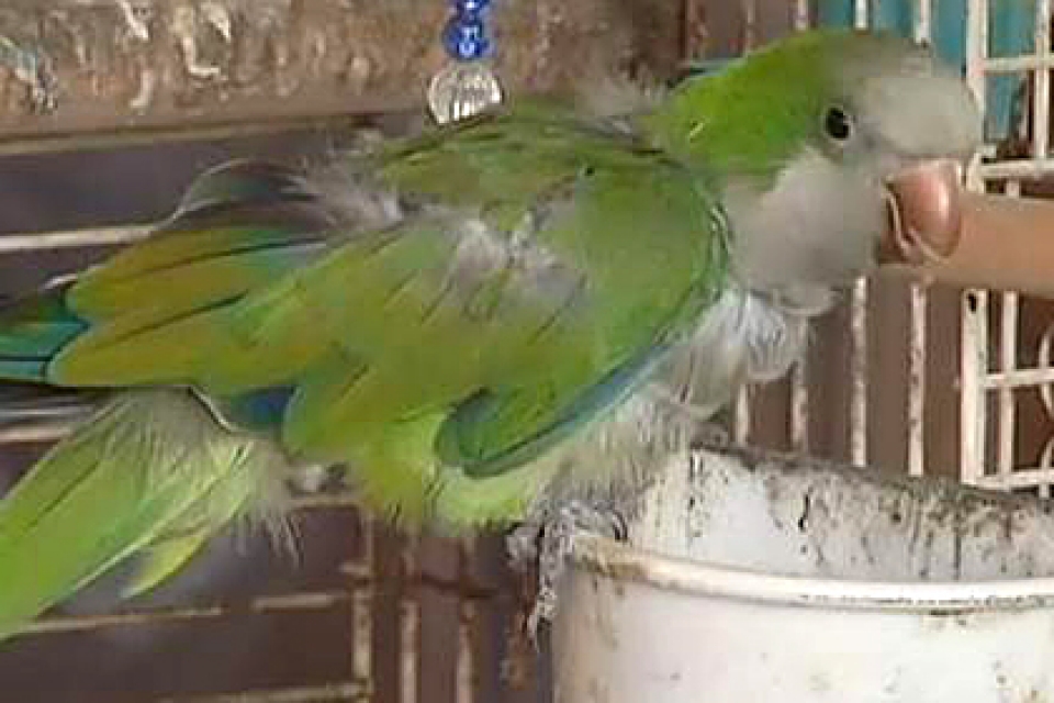 В США попугай спас соседский дом от грабителей