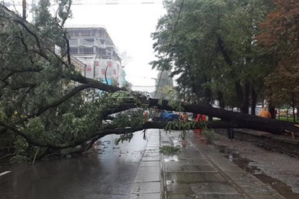 Упавшее дерево перегородило центральную улицу киевского Подола