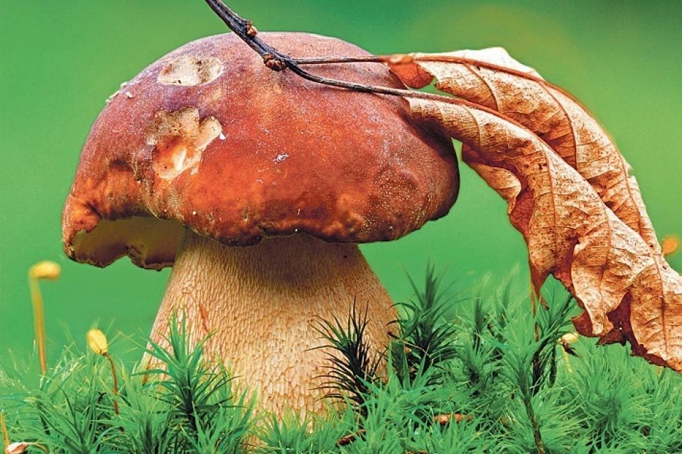 На Прикарпатье старушка насмерть отравилась грибами