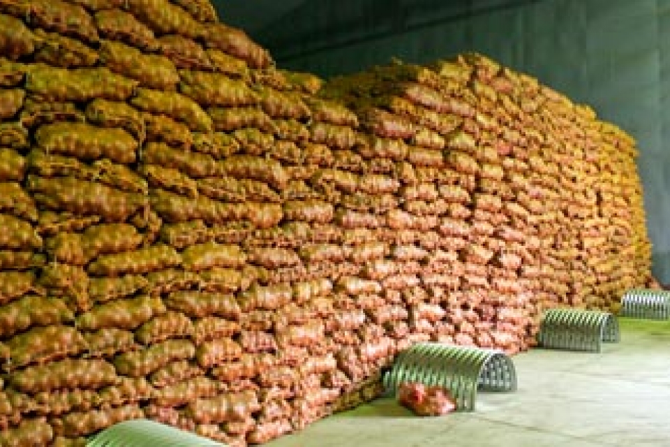 Присяжнюк: Урожай овощей превышает внутреннюю потребность на 2 млн тонн