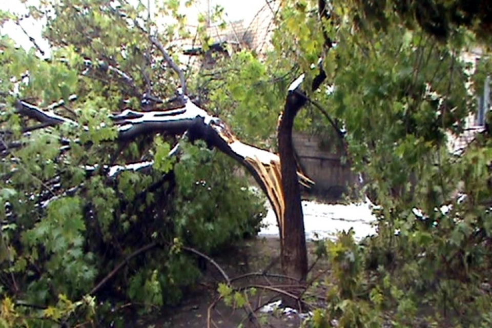 На Луганщине десятки деревьев рухнули под тяжестью снега