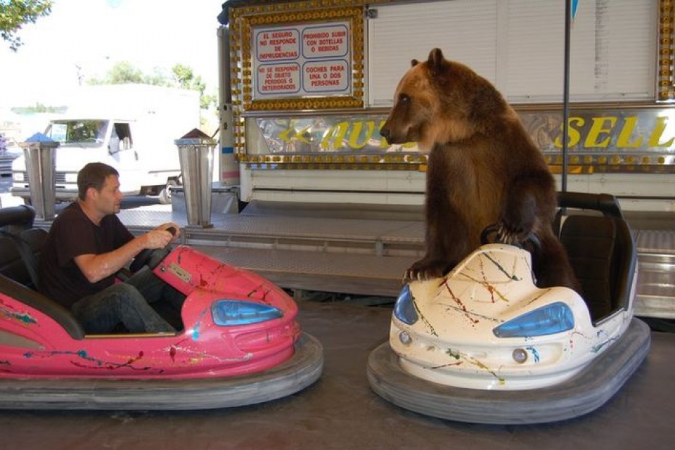 Медведь из фильма «Урсус» умеет водить авто