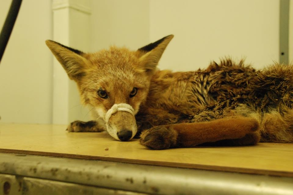 Львовские "Айболиты" спасают дикого лиса
