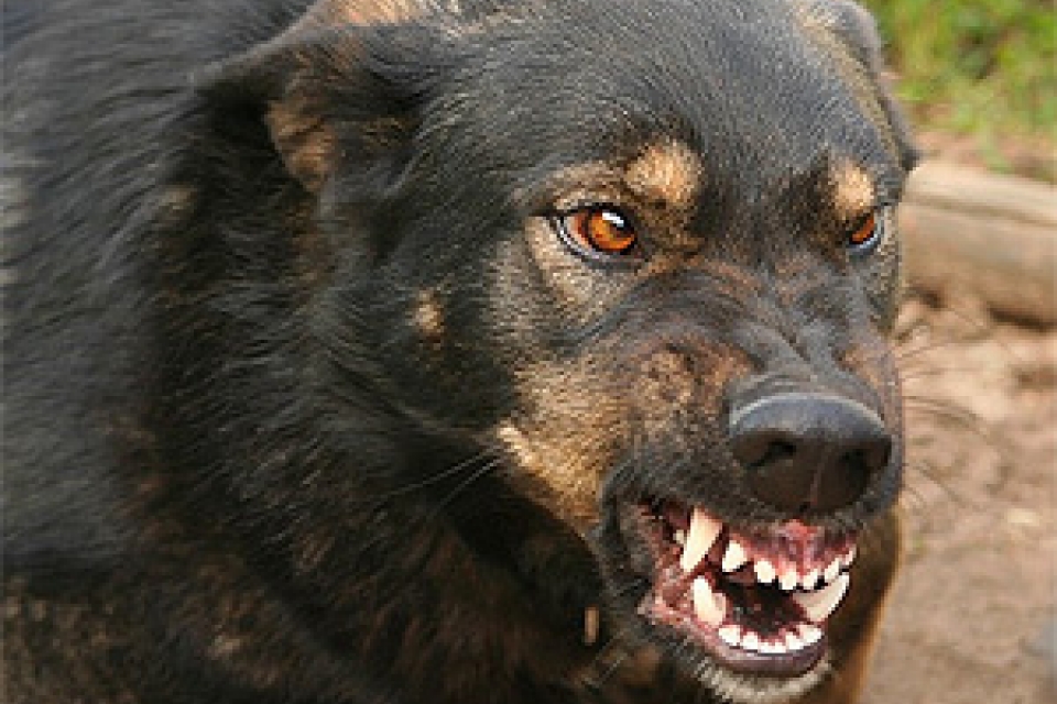 В Донецкой области собаки загрызли женщину