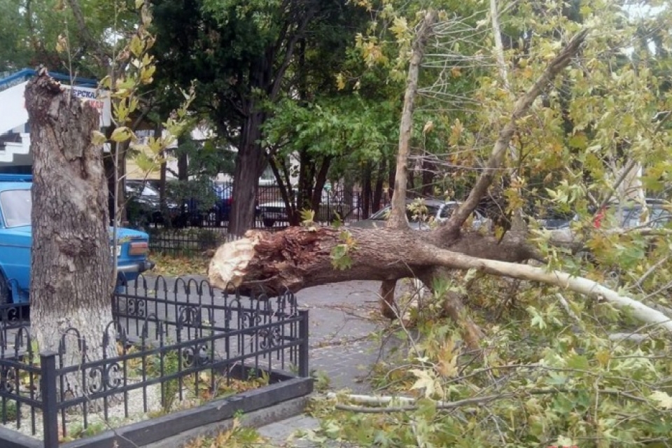 В Ялте ураган валит деревья