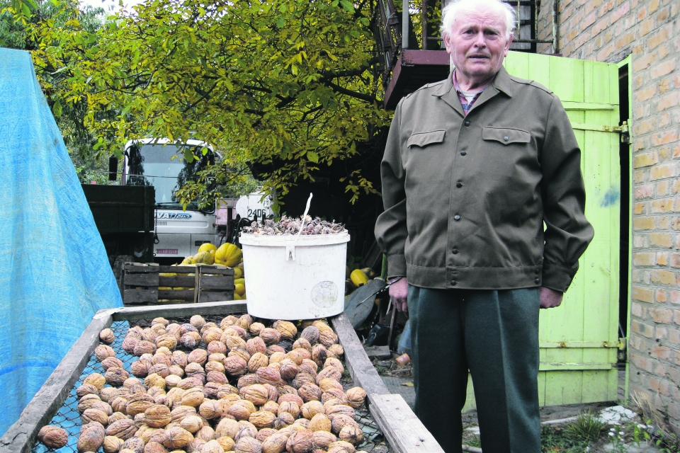 Фермер из Черкасской области вывел новый морозостойкий сорт грецких орехов