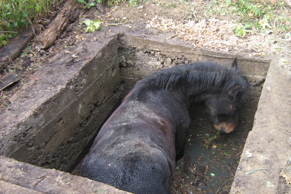 На Закарпатье коня спасали из выгребной ямы