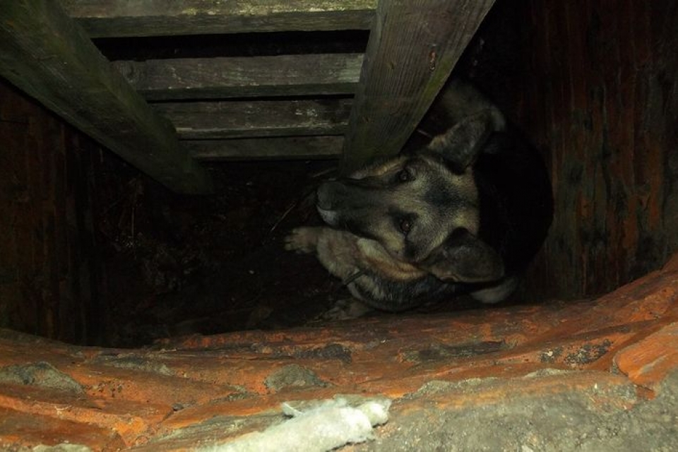 На Киевщине спасли собаку, провалившуюся в канализацию