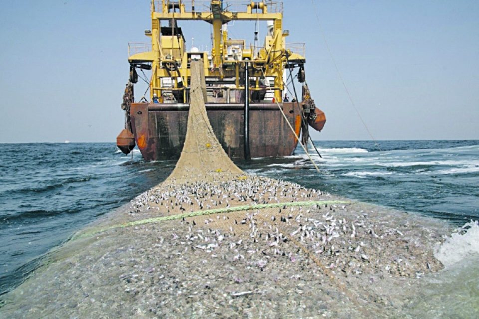 Добыча песка и чрезмерный лов рыбы превращают Черное море в пустыню
