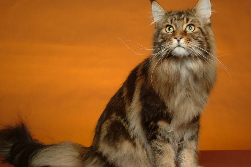 Мейн-кун: самый большой домашний кот