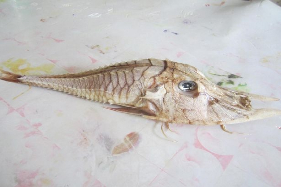 Возле Борнео рыбак выловил неизвестную науке рыбу