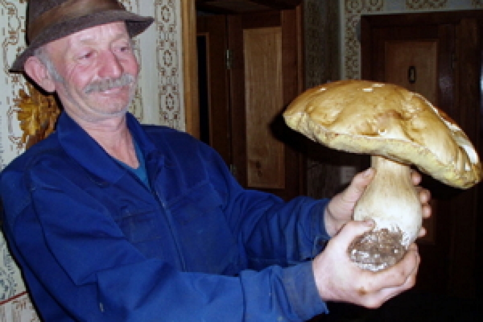 На Закарпатье нашли гигантский белый гриб 