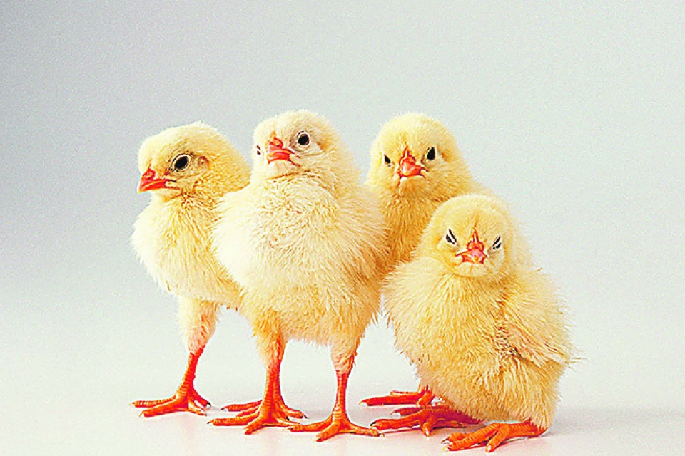 Украина войдет в десятку экспортертов курятины