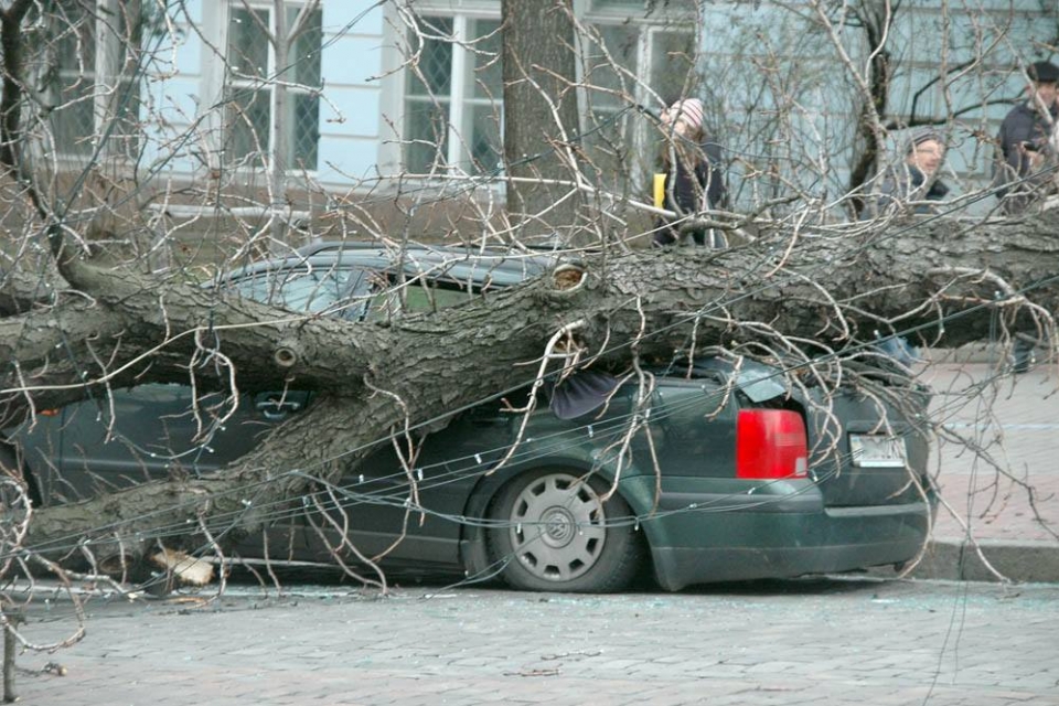 В центре Киева на машину упало дерево