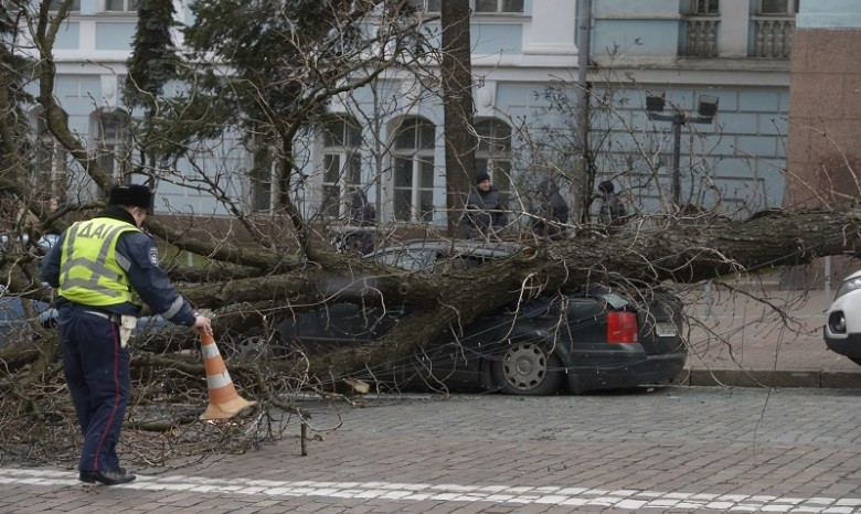 В Киеве из-за упавшего дерева пострадали два автомобиля