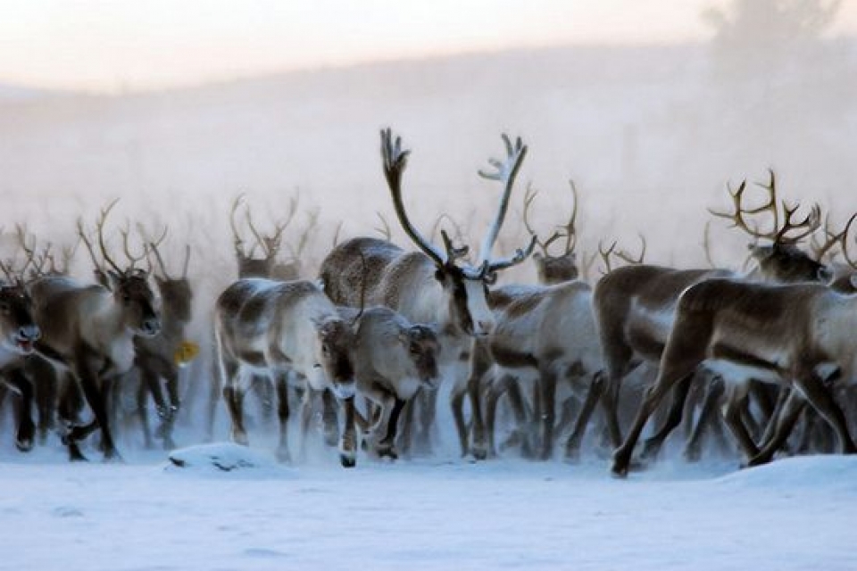 В Лапландии поезд убил 48 оленей