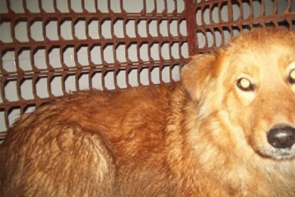 В Полтаве пойман пес, покусавший 47 человек