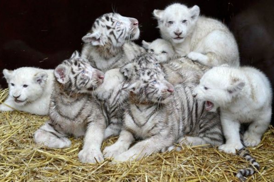 В Германии родились белые тигрята и львята