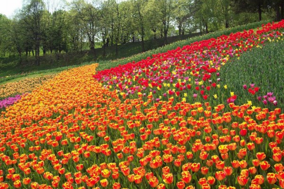На Певчевском поле расцветут 400 тыс тюльпанов