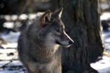 В Киевском зоопарке волчица напала на женщину