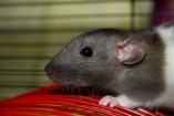 В Китае мошенники под видом баранины торговали крысятиной