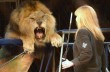 Новый сезон в киевском цирке: львы под куполом, акробаты, дрессированные лисы и силач Халаджи (фото)