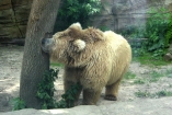 Киевский зоопарк будет бесплатно пускать детей 1 июня