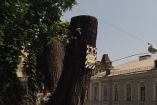 «Киевзеленстрой» спилил заповедное дерево без разрешения (фото)
