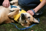 В киевском парке Дружбы народов пройдет выставка беспородных собак