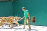 В Крыму тигрица напала на туриста