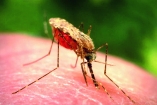 Традиционная летняя угроза - комары