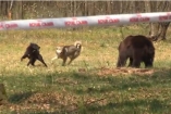Royal Canin спонсировала травлю медведей в Украине