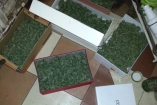 В Киеве у наркоторговца-оптовика изъяли «дури» на 300 тысяч гривен