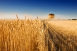 Росту украинской экономики помог хороший урожай