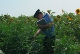 На Луганщине нашли поле конопли, спрятанное между подсолнухами