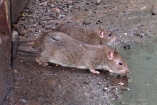 Херсон атаковали полчища крыс