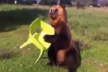 Российские туристы избили ручного медведя, приняв его за охранника