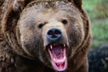 В Ивано-Франковской области медведица нападает на людей