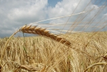 Зерно спасает экономику