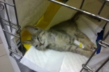 Неизвестный киевлянин дал 5 тыс. грн на лечение котенка, выброшенного из окна