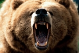 Медведи Ивано-Франковщины начали охоту на людей