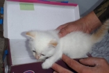 В России саперы «разминировали» коробку с котенком