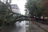 Упавшее дерево перегородило центральную улицу киевского Подола