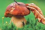 На Прикарпатье старушка насмерть отравилась грибами