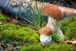 В Кировоградской области 6 человек отравились грибами на крещении