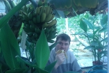 Фермер выращивает в Черниговской области украинские бананы