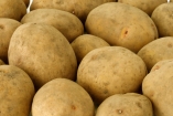 Эксперт: В этом году украинцам хватит отечественного картофеля