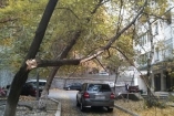 В одном из киевских дворов опасно зависло дерево