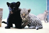 Ягуары из Николаевского зоопарка обзавелись потомством